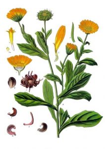Ringelblume. Zeichnung von Franz Eugen Köhler, Köhler's Medizinal-Pflanzen - List of Koehler Images, Gemeinfrei.